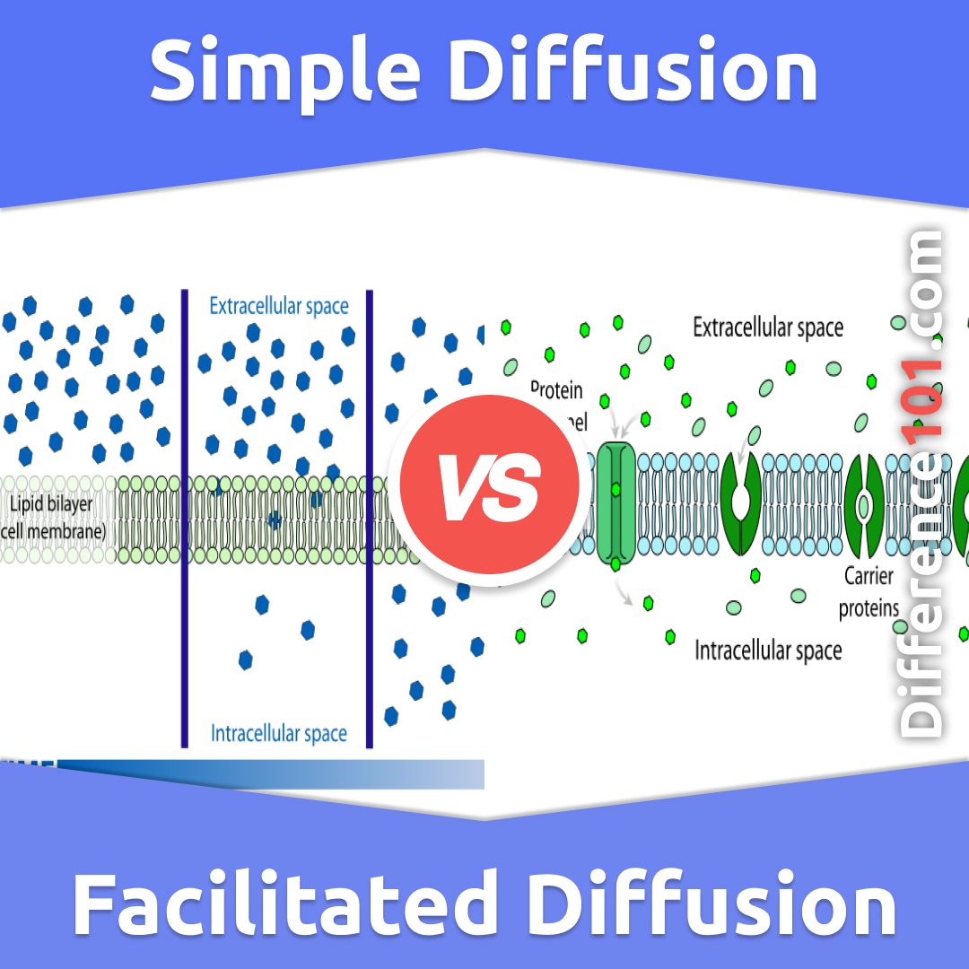 Simple Diffusion Vs Facilitated Diffusion 6 Key Differences Examples Simple Diffusion Vs Facilitated Diffusion 6 Key Differences Examples