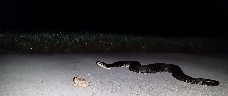 Snake Removal A Guide To Getting Rid Of Snakes Wildlife Control Snake Removal A Guide To Getting Rid Of Snakes Wildlife Control
