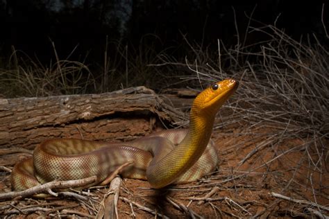 Snakes Can Hear You Scream New Research Reveals Scientific American Snakes Can Hear You Scream New Research Reveals Scientific American