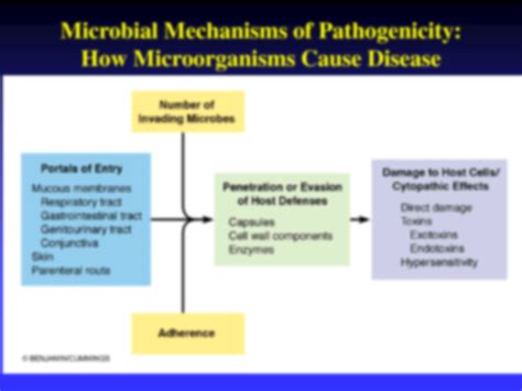 Solution Microbial Pathogenicity Studypool Solution Microbial Pathogenicity Studypool