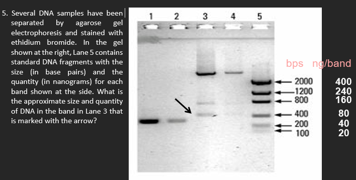 Solved Dna Samples In The Gel Electrophoresis Is Separated Based On Solved Dna Samples In The Gel Electrophoresis Is Separated Based On