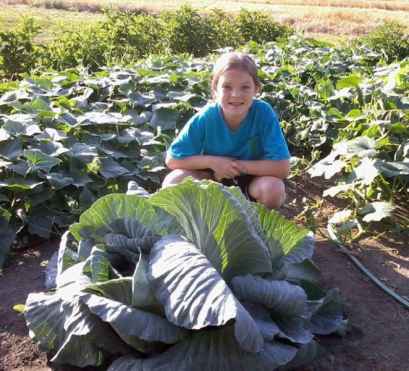 South Dakota Jade Bonnie Cabbage Program South Dakota Jade Bonnie Cabbage Program