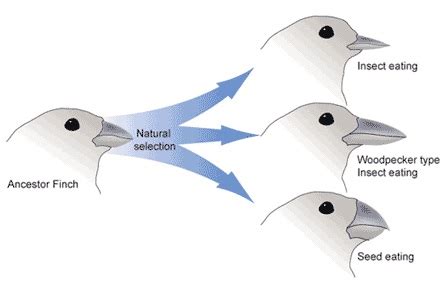 Speciation Definition And Types Biology Dictionary