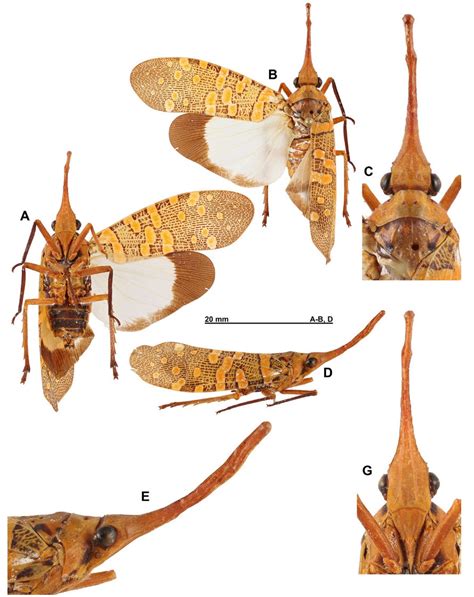 Species New To Science Entomology 2022 Pyrops Buomvoi The Species New To Science Entomology 2022 Pyrops Buomvoi The