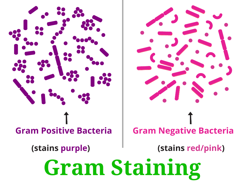 Streak Plate Method Principal And Types Rbr Life Science Streak Plate Method Principal And Types Rbr Life Science