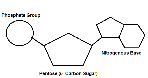 Structure Of Nucleic Acids Monomers Structure Of Nucleic Acids Monomers