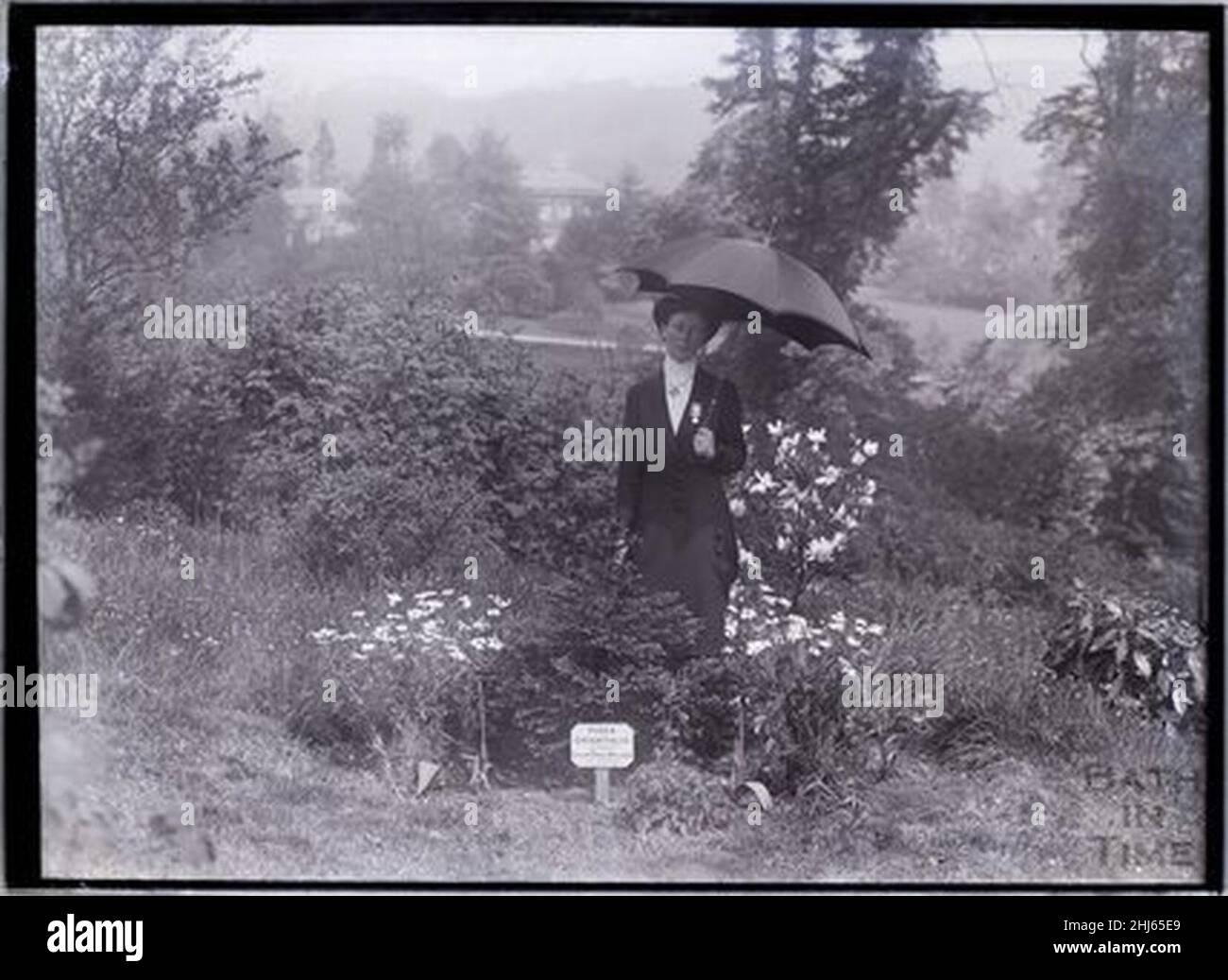 Suffragette Lillian Dove Willcox 1911 Planting Stock Photo Alamy Suffragette Lillian Dove Willcox 1911 Planting Stock Photo Alamy