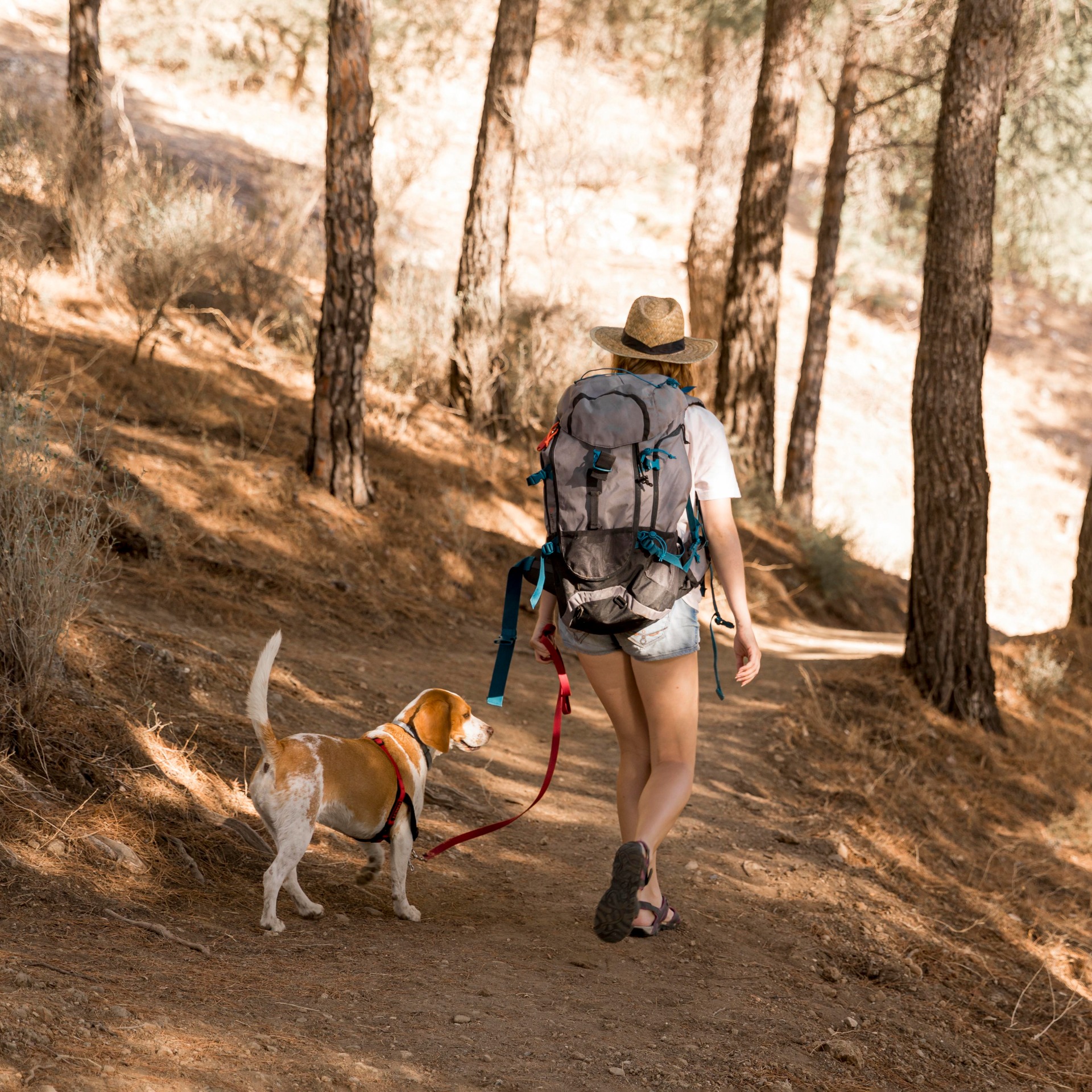 Sugerencias Experiencia Canina Sugerencias Experiencia Canina