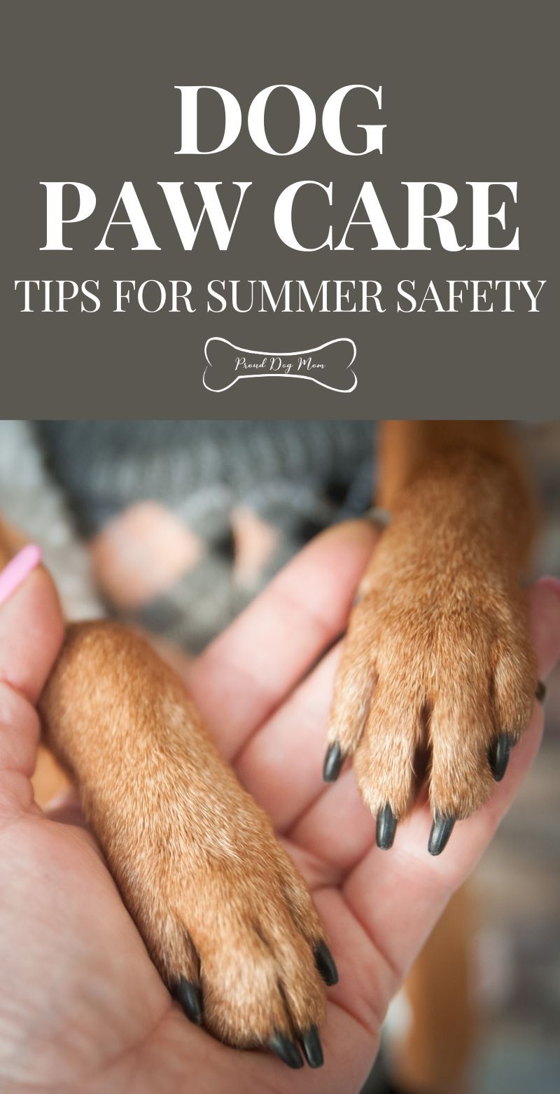 Summer Paw Care Tips For Your Dog Summer Paw Care Tips For Your Dog