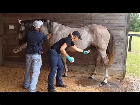 Swallow Horse Cum Swallow Horse Cum