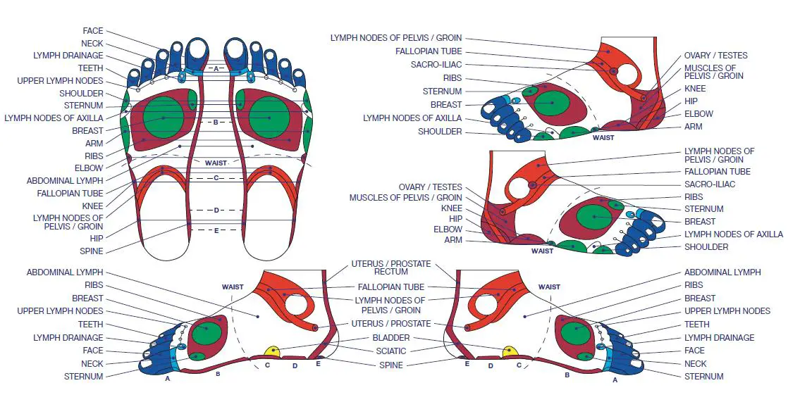 The 25 Best Foot Reflexology Ideas On Pinterest Reflexology Foot The 25 Best Foot Reflexology Ideas On Pinterest Reflexology Foot