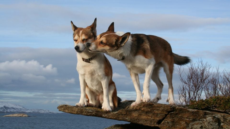 The 5 Best Dating Sites For Dog Lovers The Dog People By Rover Com