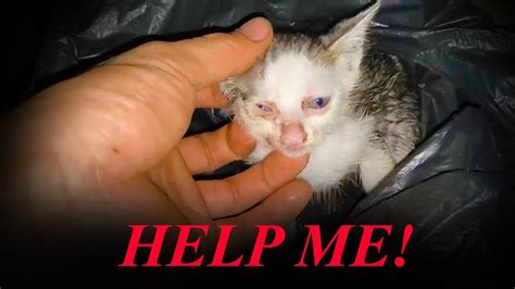 The Dark Side Of Animal Rescue Channels Youtube The Dark Side Of Animal Rescue Channels Youtube