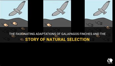 The Fascinating Adaptations Of Galapagos Finches And The Story Of