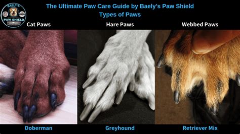 The Ultimate Guide To Caring For Your Dog S Paws Paw Care Art The Ultimate Guide To Caring For Your Dog S Paws Paw Care Art