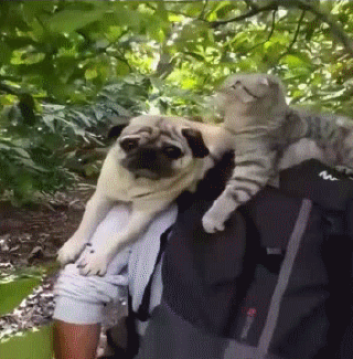 Trending Gifs Hiking Gif November 17 Funny Gifs Ifttt Awesome Art Trending Gifs Hiking Gif November 17 Funny Gifs Ifttt Awesome Art