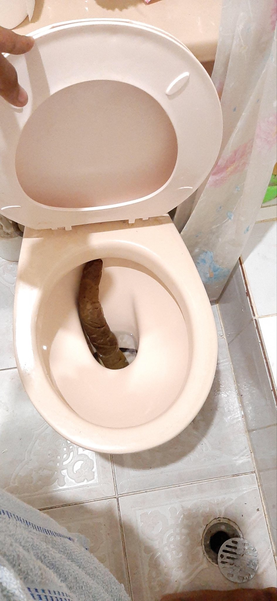 Turds In Toilet R Poop Turds In Toilet R Poop