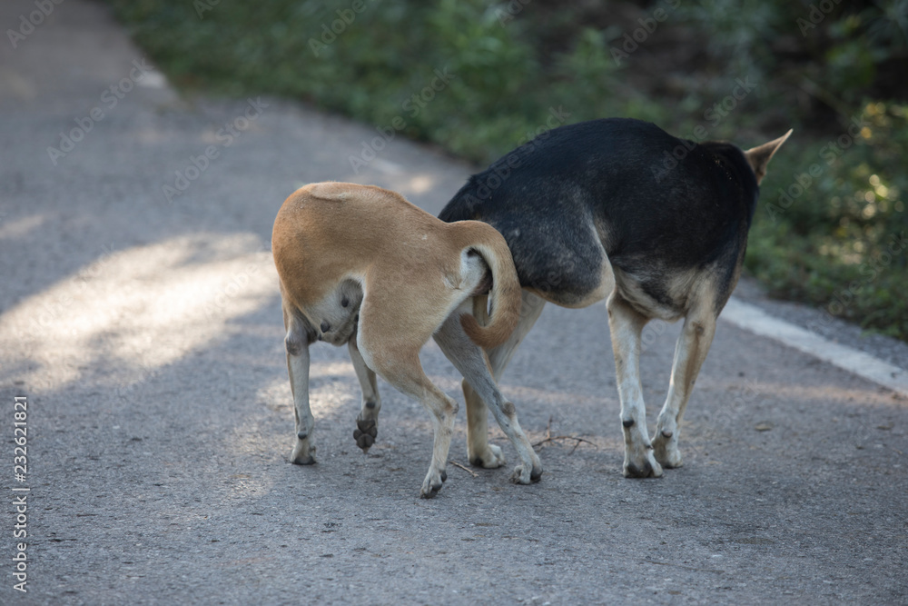 Two Dogs Are Are Making Love And Sex With Both Sexes Attached Black Two Dogs Are Are Making Love And Sex With Both Sexes Attached Black