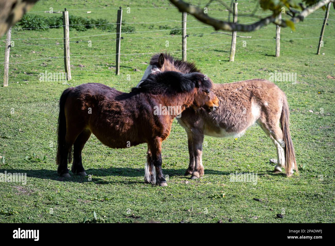Two Ponies Loving Each Other I Heart Wood Yallen