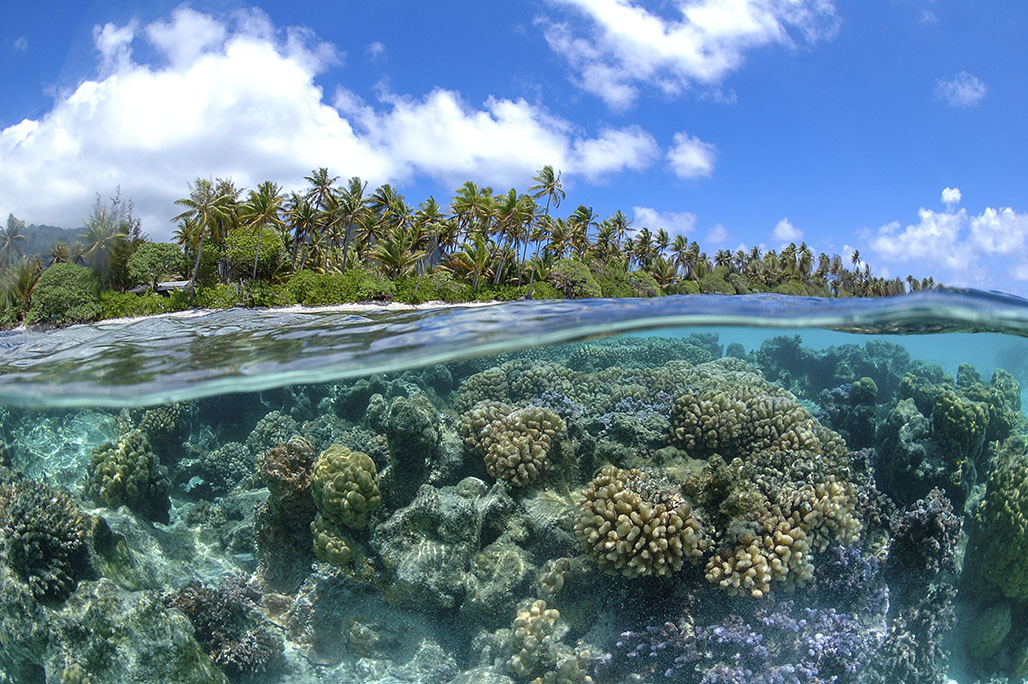 Types Of Coral Reefs Coral Reef Alliance Types Of Coral Reefs Coral Reef Alliance