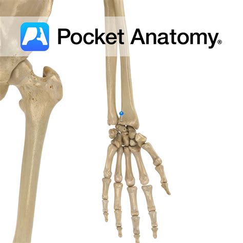 Ulna Radial Notch Understand Anatomy For Injury Prevention