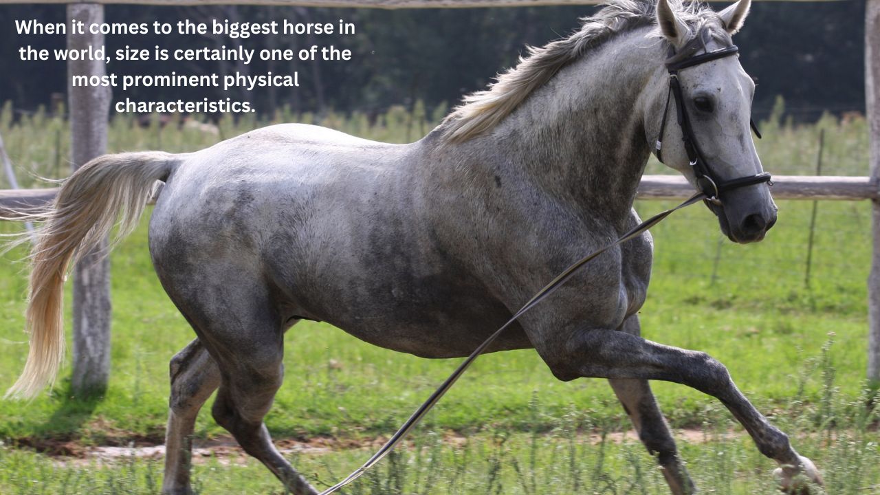 Unveiling The Mystery Behind The Biggest Horse In The World Unveiling The Mystery Behind The Biggest Horse In The World