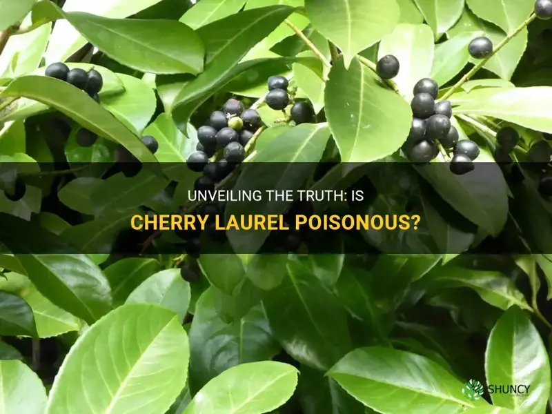 Unveiling The Truth Is Cherry Laurel Poisonous Shuncy Unveiling The Truth Is Cherry Laurel Poisonous Shuncy