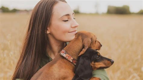 V Nculo Entre Un Perro Y Su Humano Es Similar Al De Una Madre Con Su V Nculo Entre Un Perro Y Su Humano Es Similar Al De Una Madre Con Su