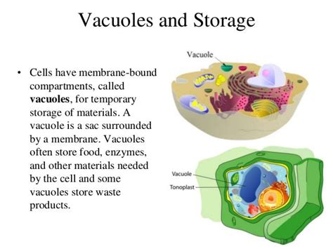 Vacuoles: The Key to Cell Storage