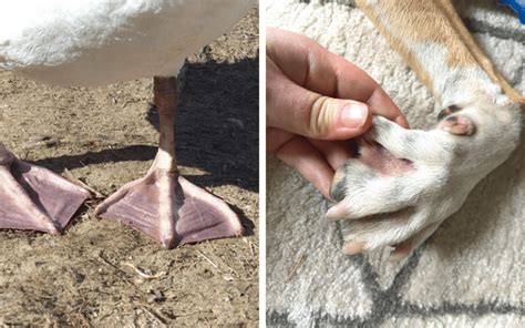 5 Tips for Paw Care