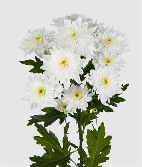 Well Watered White Chrysanthemum Bonita Flower Plant For Garden Well Watered White Chrysanthemum Bonita Flower Plant For Garden