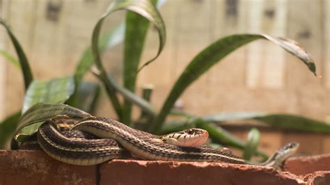 What Can Deter Snakes