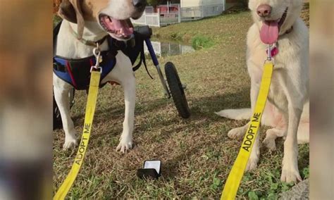 What Is A Dog S Knot Pet Help Reviews What Is A Dog S Knot Pet Help Reviews