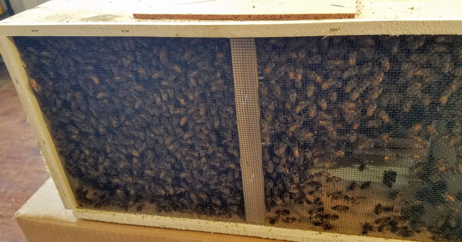 What Is A New Package For Honey Bees