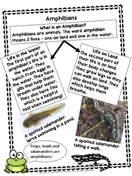 What Is An Amphibian Non Fiction Reading Passage By The Backyard What Is An Amphibian Non Fiction Reading Passage By The Backyard