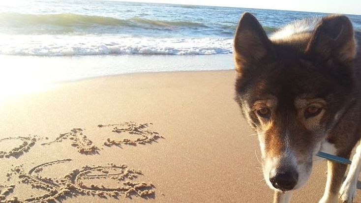 What Is Canine Massage And What Are Its Benefits Barking Royalty What Is Canine Massage And What Are Its Benefits Barking Royalty