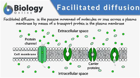 What Is Facilitated Diffusion Types Importance Examples What Is Facilitated Diffusion Types Importance Examples