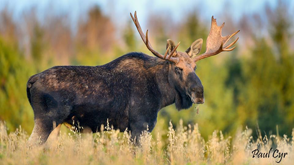 What Is The State Animal Of Maine