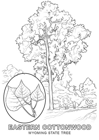 What Is Wyoming State Tree