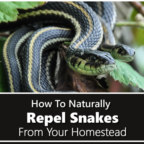 What Kills Snakes Naturally