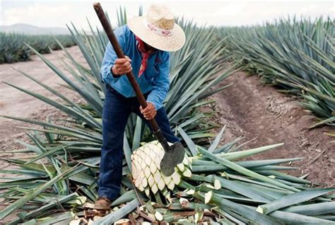 What Plant Does Tequila Come From 2024 Season Ediva Shayna What Plant Does Tequila Come From 2024 Season Ediva Shayna