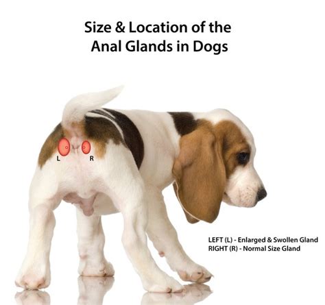 Where To Get Dogs Anal Glands Expressed One Top Dog Where To Get Dogs Anal Glands Expressed One Top Dog