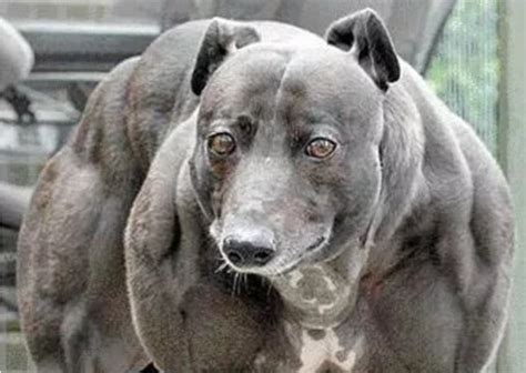 Which Is The Strongest Dog Which Is The Strongest Dog