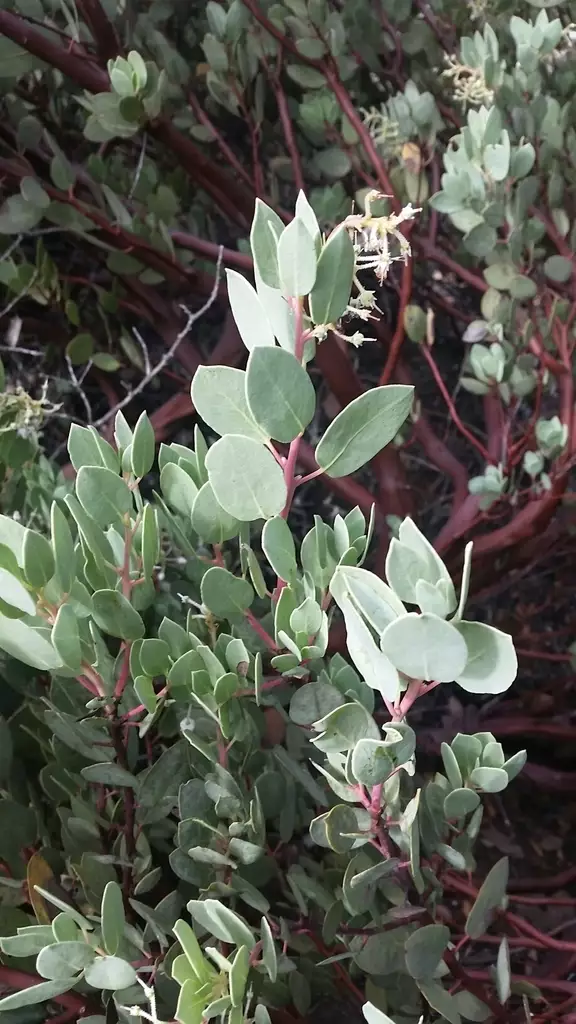 White Leaf Manzanita Arctostaphylos Viscida From California Stock Photo White Leaf Manzanita Arctostaphylos Viscida From California Stock Photo