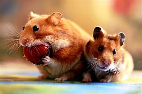 Why Are Hamsters So Cute