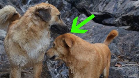 Why Do Dogs Lock Together After Mating At Jaime Trujillo Blog Why Do Dogs Lock Together After Mating At Jaime Trujillo Blog