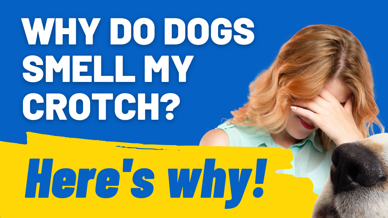 Why Do Dogs Sniff Your Crotch Why Do Dogs Sniff Your Crotch