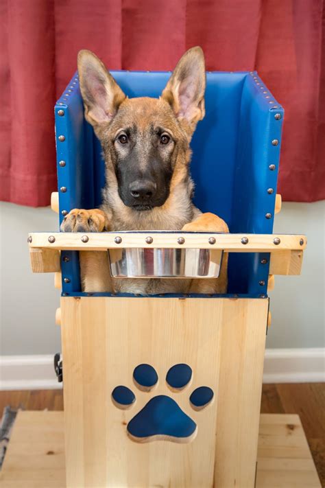 Why Do Some Dogs Need High Chairs And How Can Genetics Help Why Do Some Dogs Need High Chairs And How Can Genetics Help