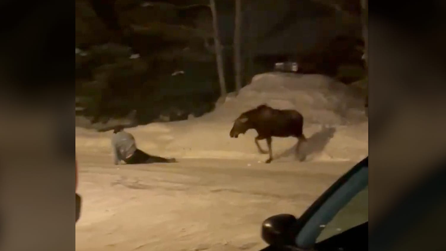 Wild Animal Attacks That Humans Can Defend Youtube Wild Animal Attacks That Humans Can Defend Youtube