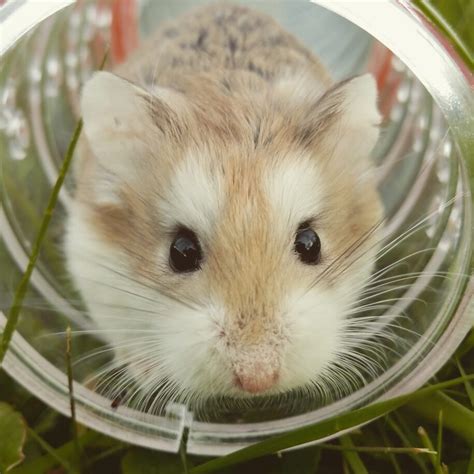 World Hamster Day 10 Reasons Why Hamsters Make Great Pets Omlet